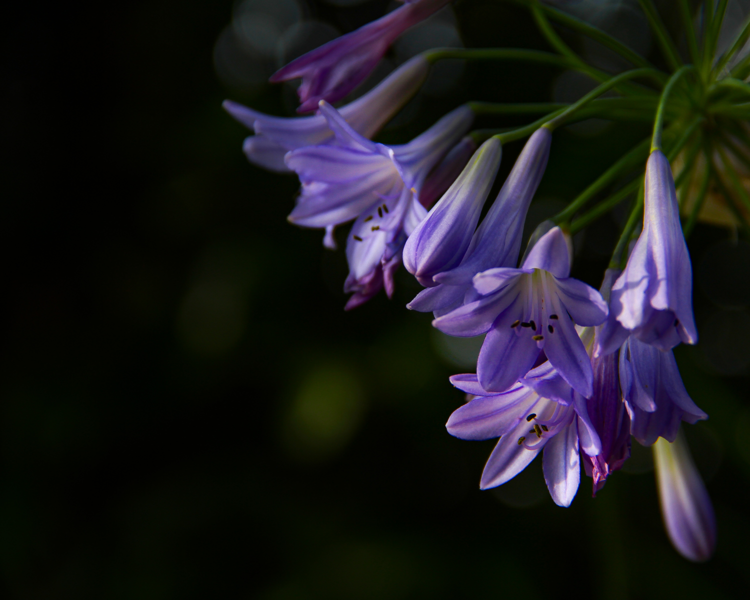 Pastel Bells