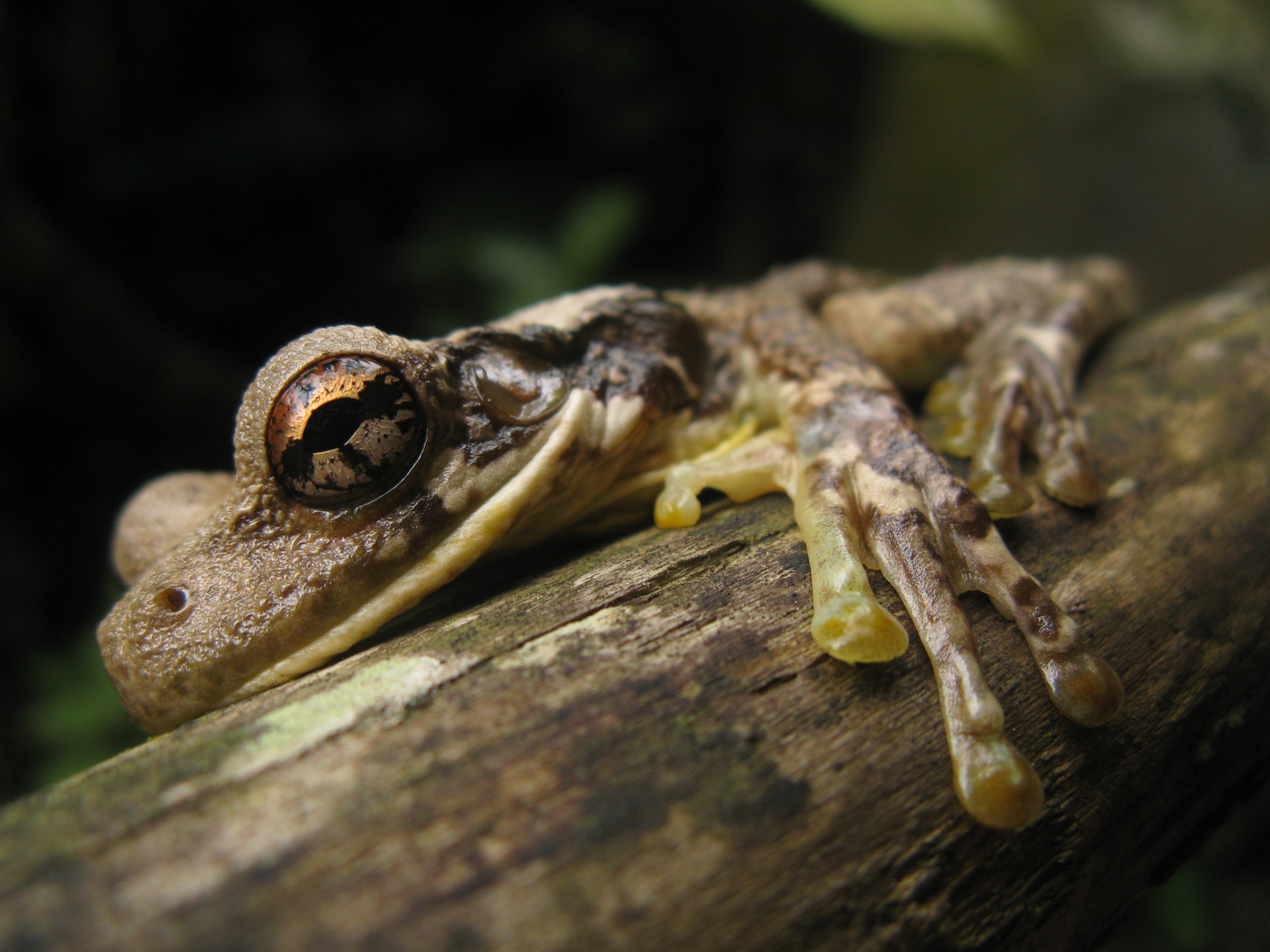 Frog Siesta