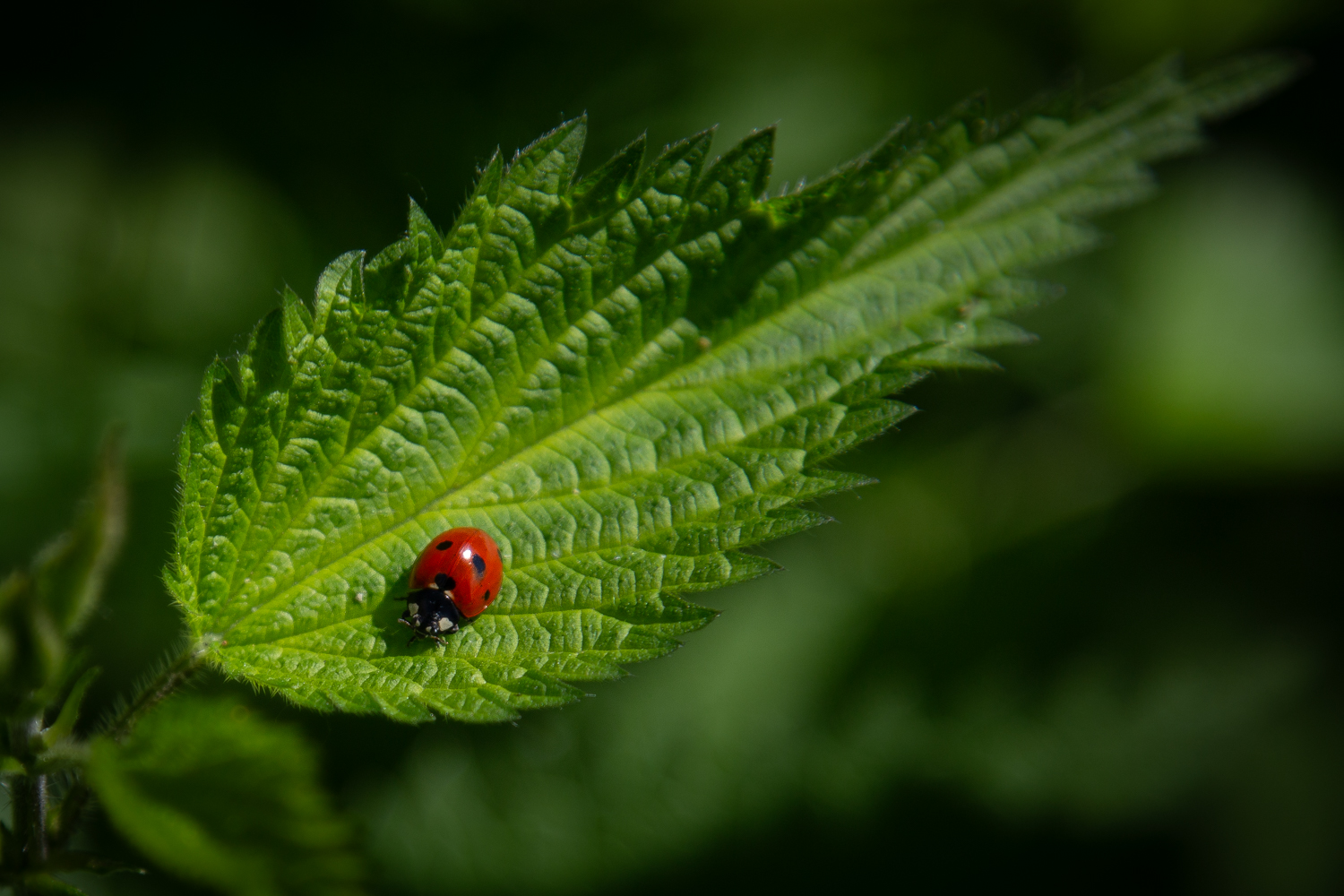 In a Sea of Green