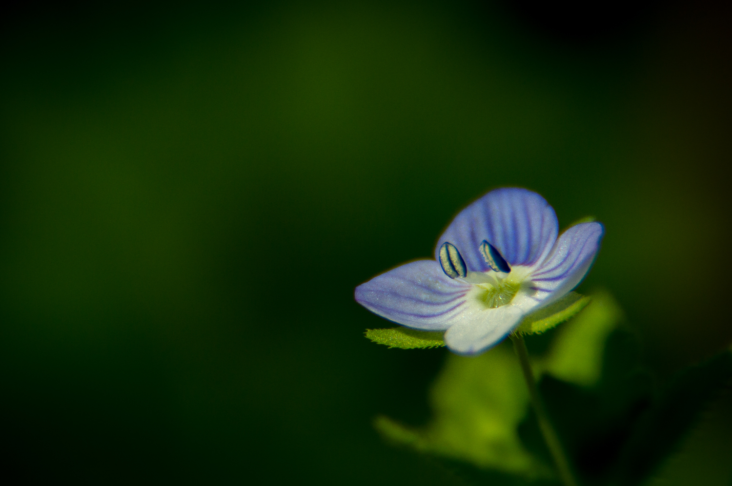 Little Blue